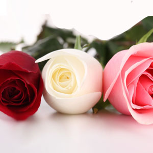 Rose – Colors and their unique meanings